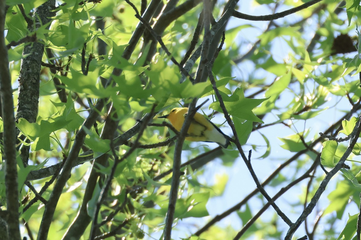 Prothonotary Warbler - E R