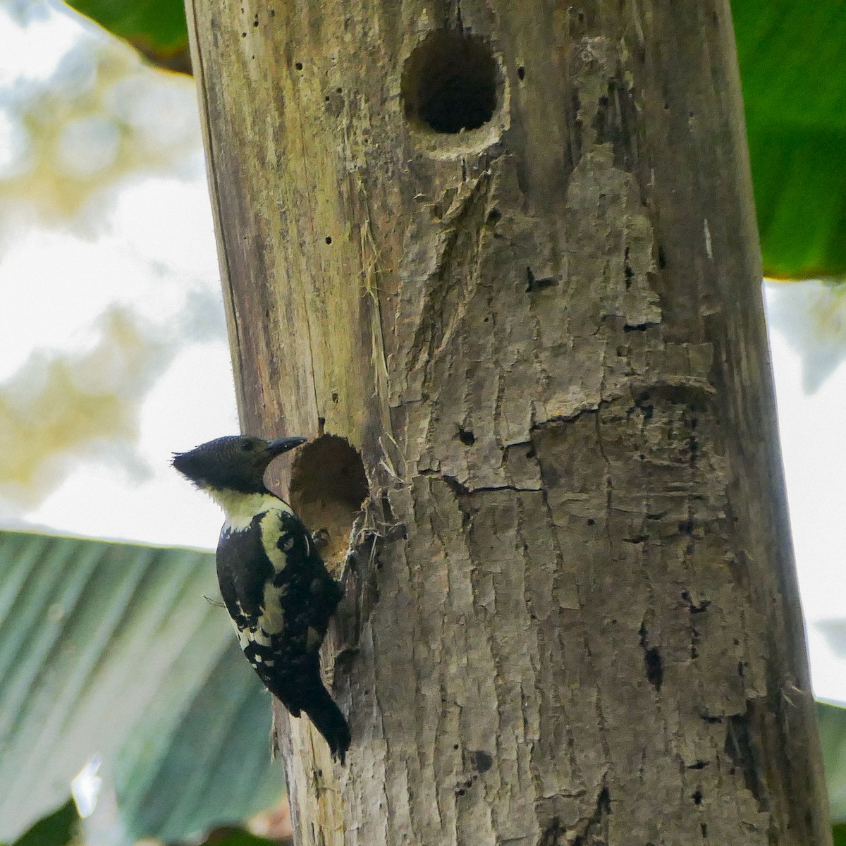 Black-and-buff Woodpecker - ML618610314