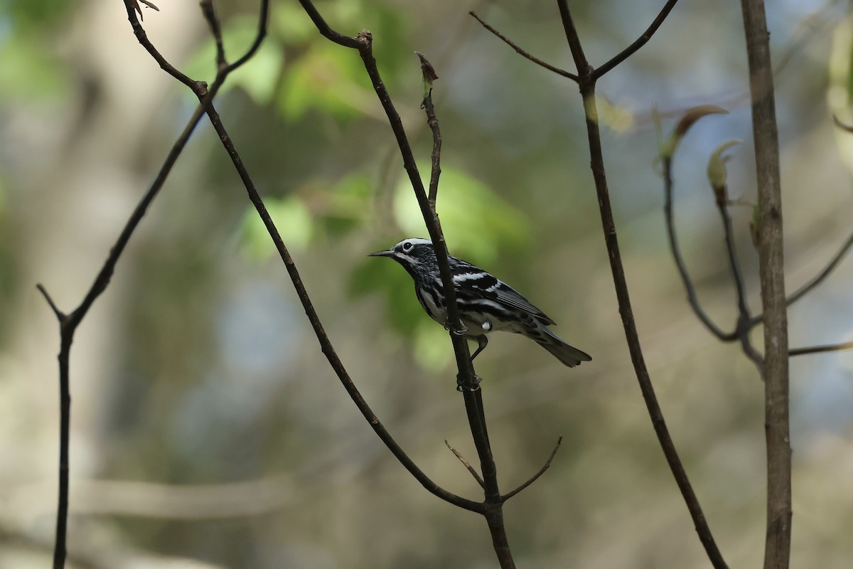 Black-and-white Warbler - ML618610323
