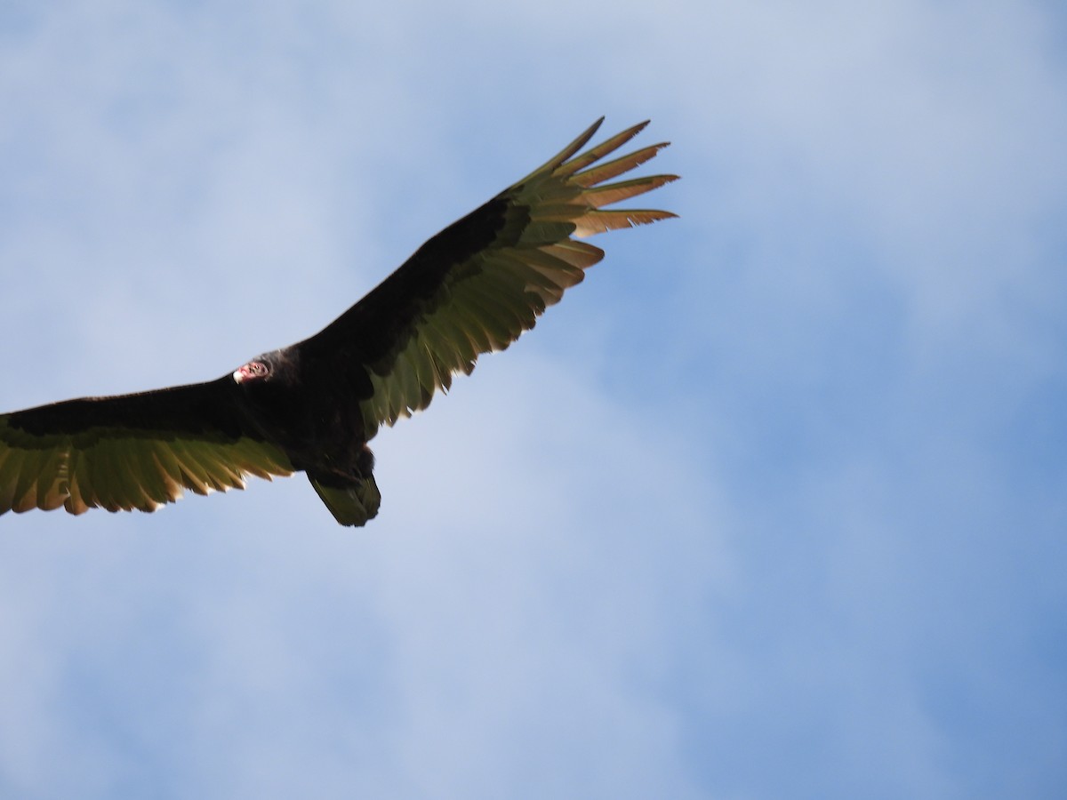 Turkey Vulture - ML618610328