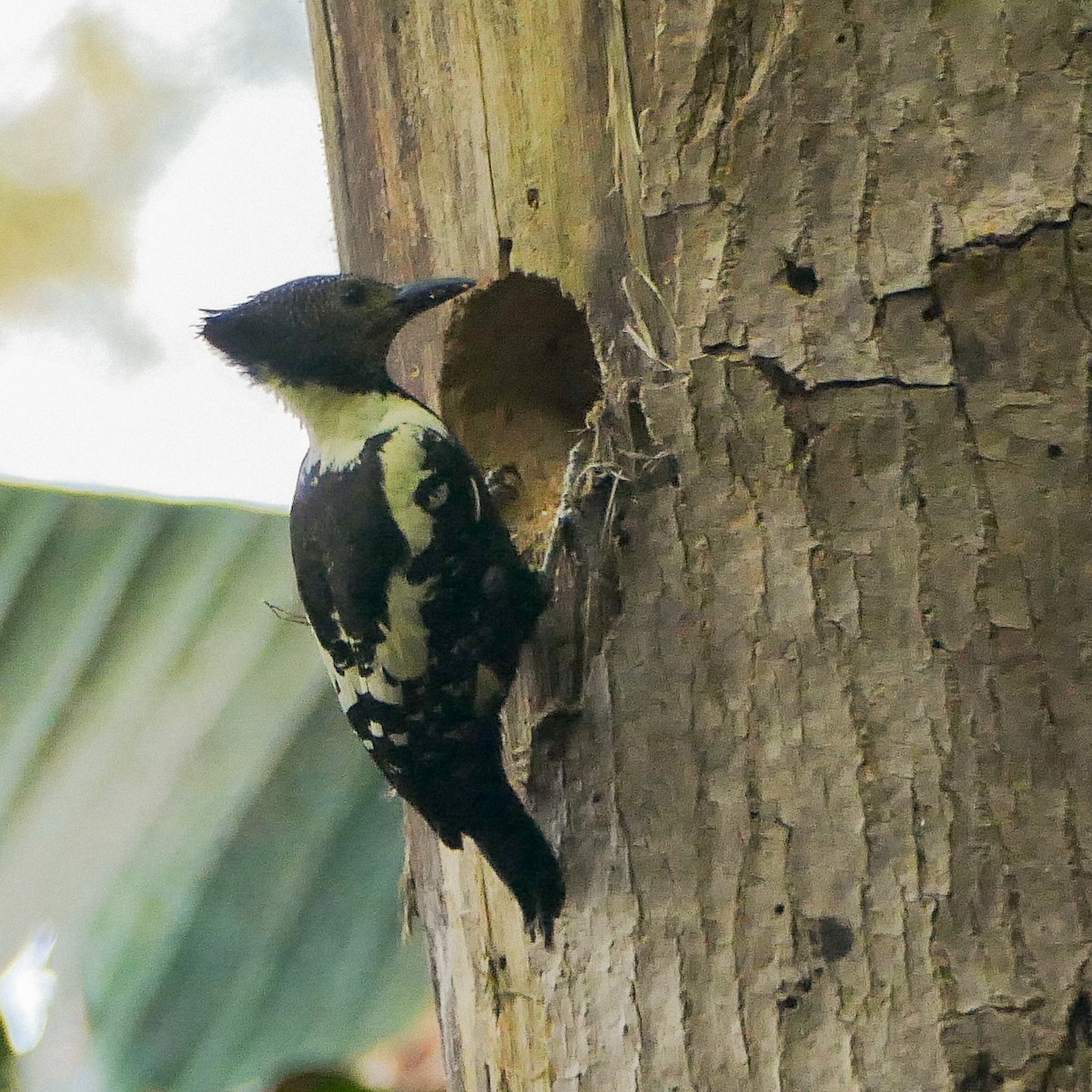 Black-and-buff Woodpecker - ML618610332
