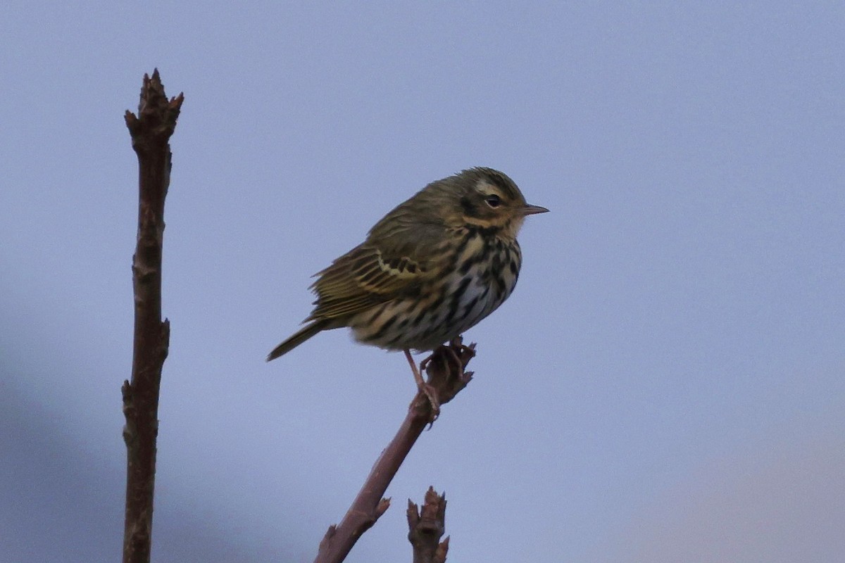 Olive-backed Pipit - ML618610357