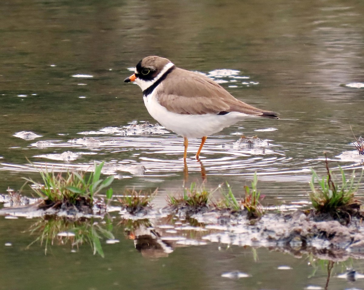 Semipalmated Plover - ML618610410