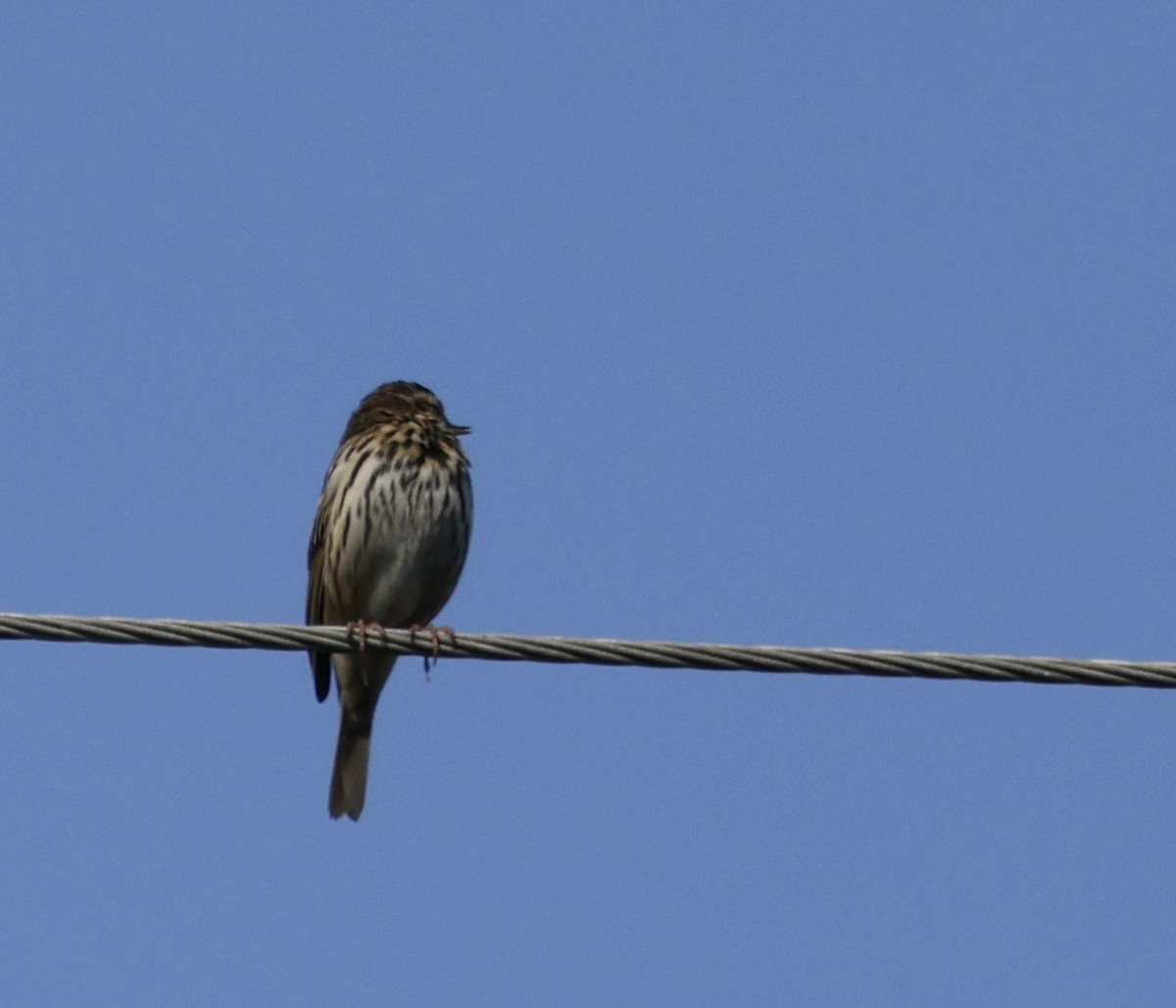 Olive-backed Pipit - ML618610512