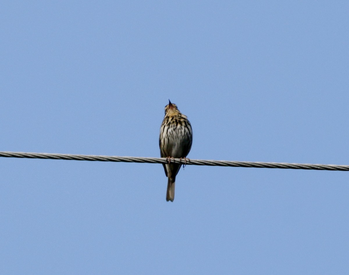 Olive-backed Pipit - ML618610513
