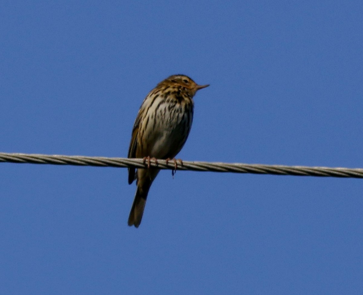 Olive-backed Pipit - ML618610514