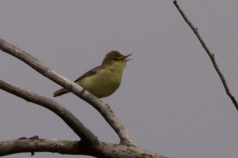 Melodious Warbler - ML618610568