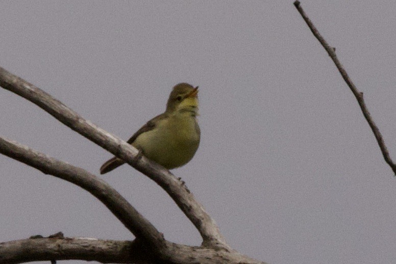 Melodious Warbler - ML618610569