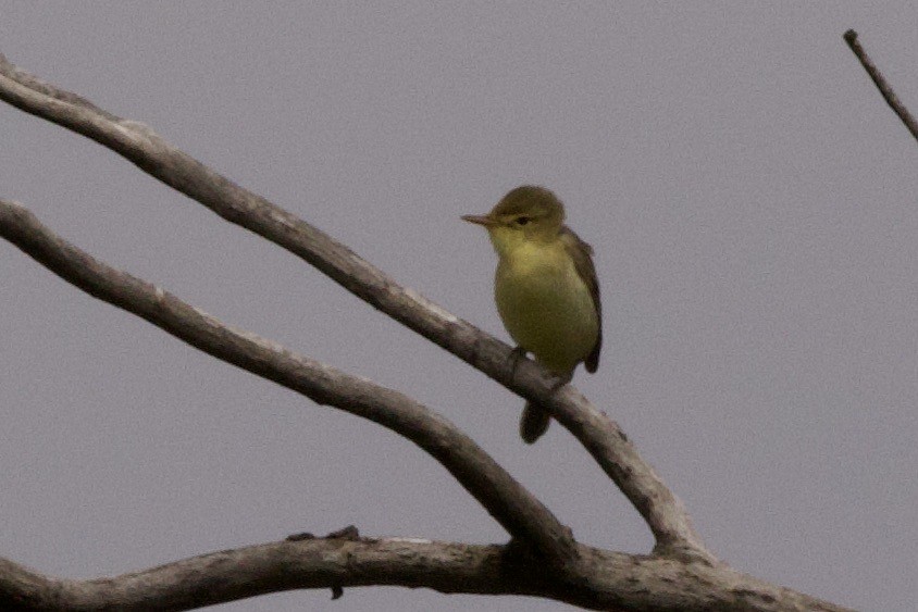 Melodious Warbler - ML618610570