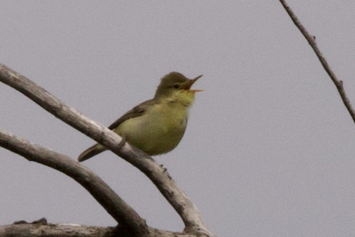 Melodious Warbler - ML618610571