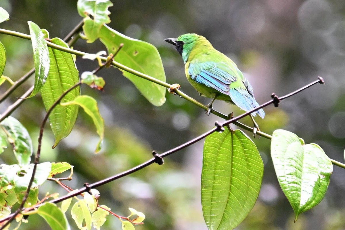 Bornean Leafbird - ML618610578