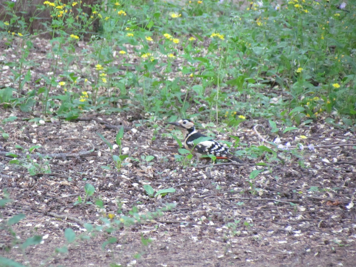 Great Spotted Woodpecker - ML618610620