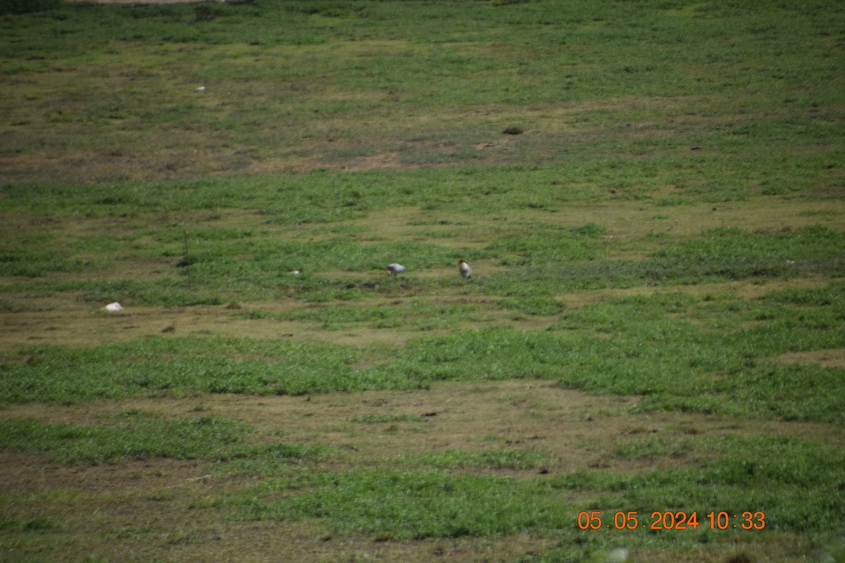 ibis šedokřídlý - ML618610627