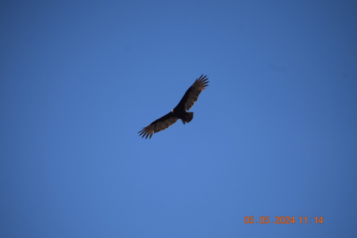 Turkey Vulture - ML618610637