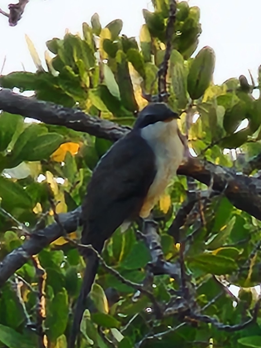 Mangrove Cuckoo - ML618610640