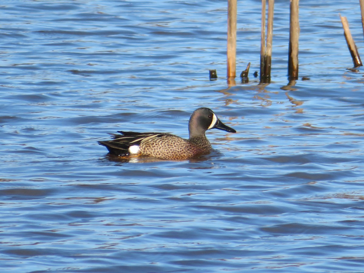 Blue-winged Teal - ML618610651