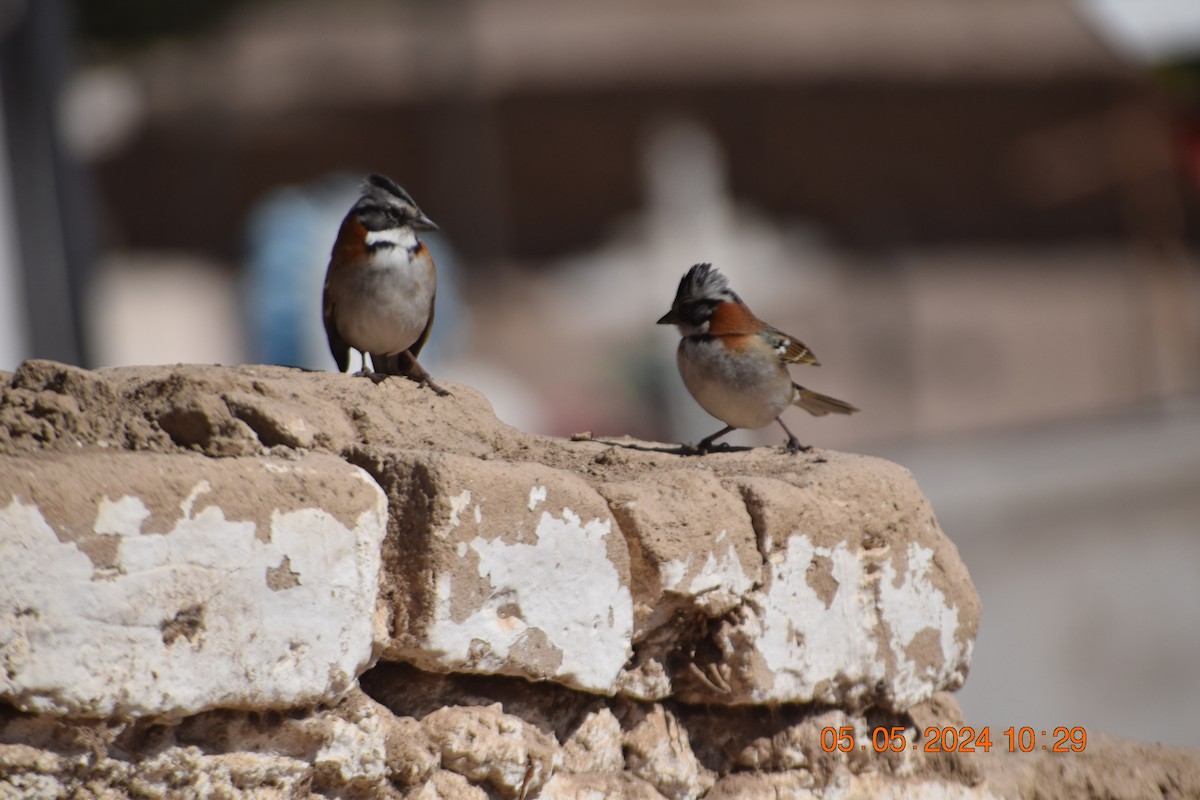 Rufous-collared Sparrow - ML618610691