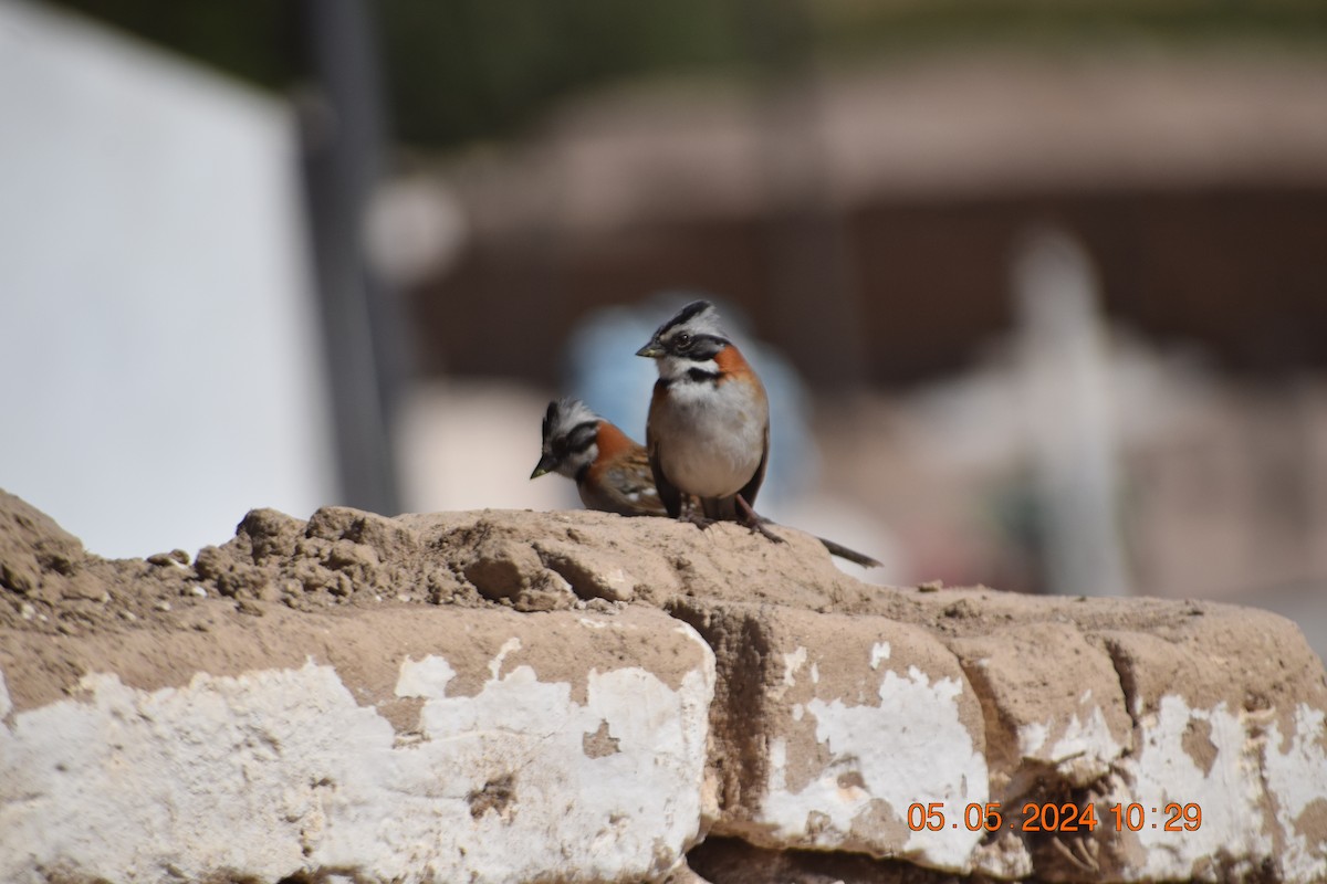 Rufous-collared Sparrow - ML618610692