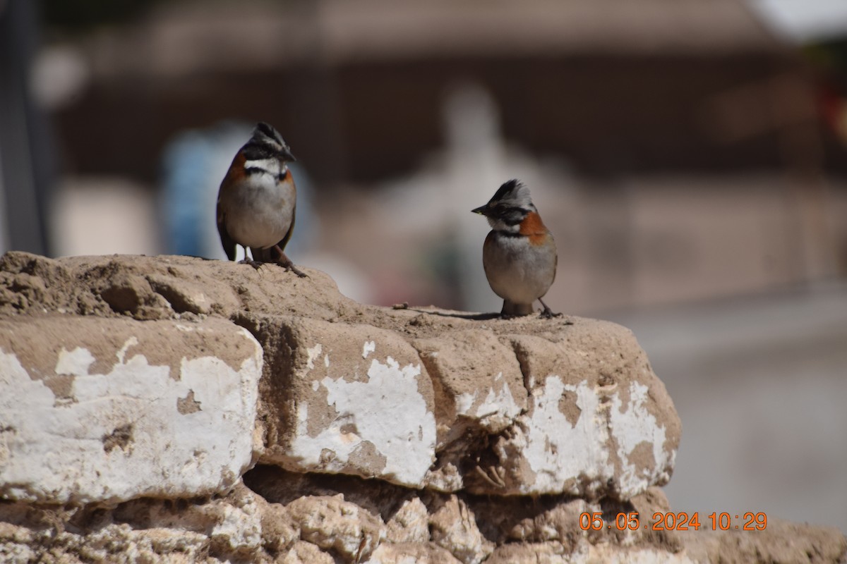 Rufous-collared Sparrow - ML618610694