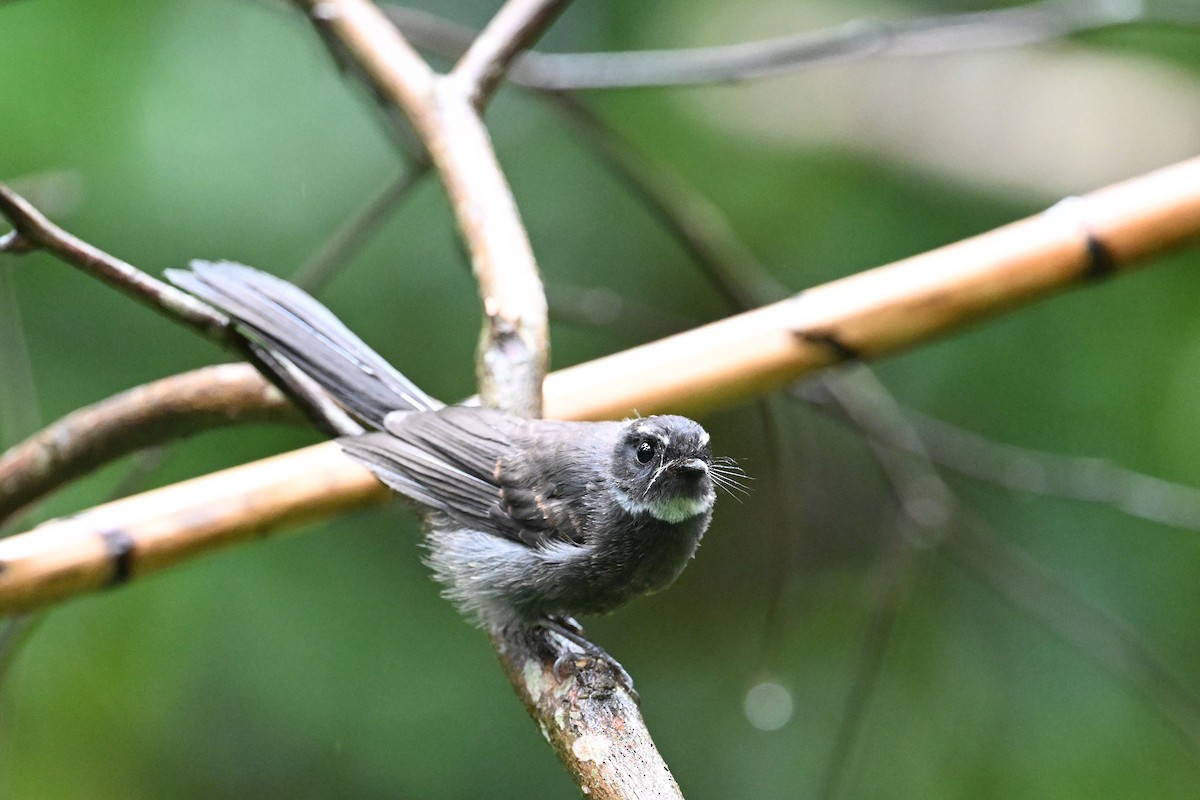 White-throated Fantail - ML618610700