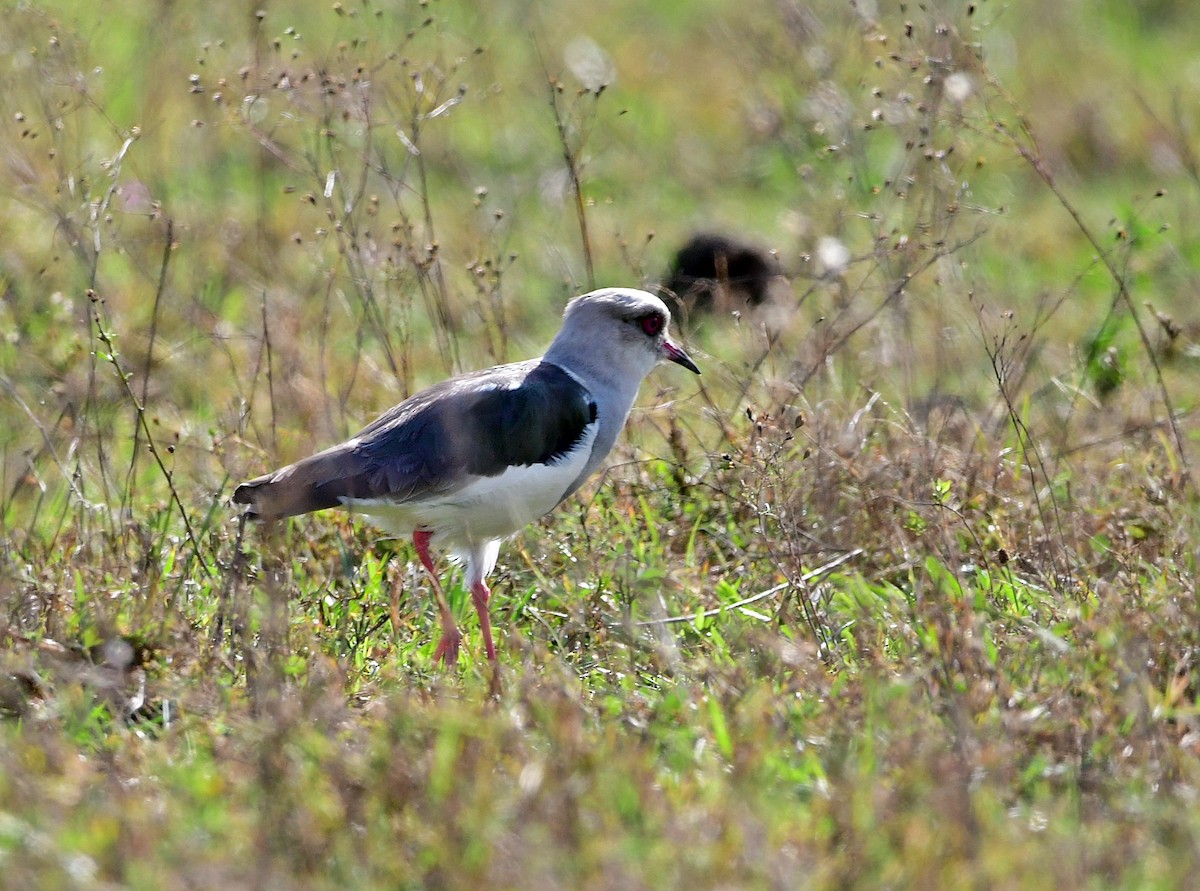 Andean Lapwing - ML618610711