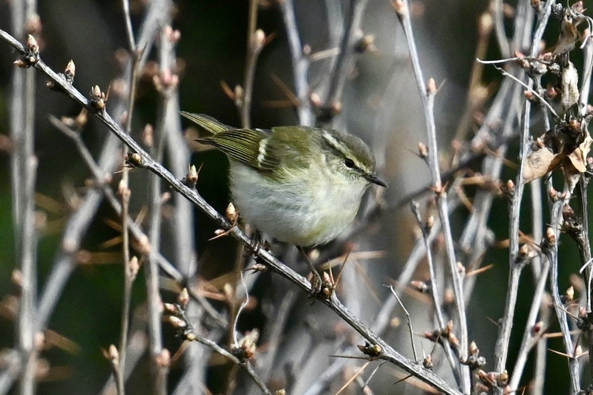 Hume's Warbler - ML618610713