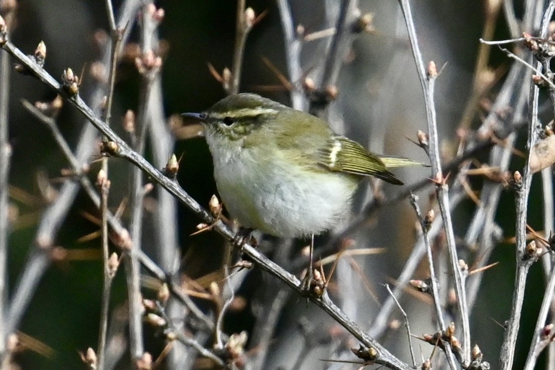 Hume's Warbler - ML618610715