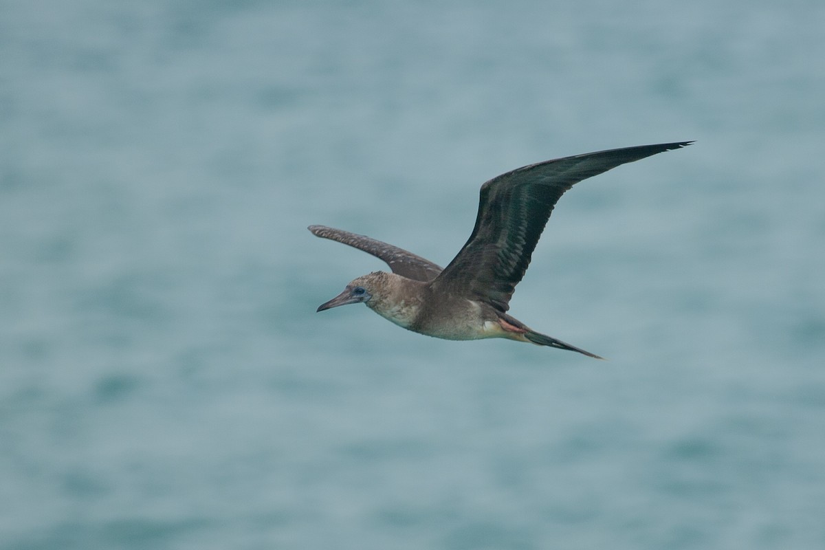 Red-footed Booby - ML618610721