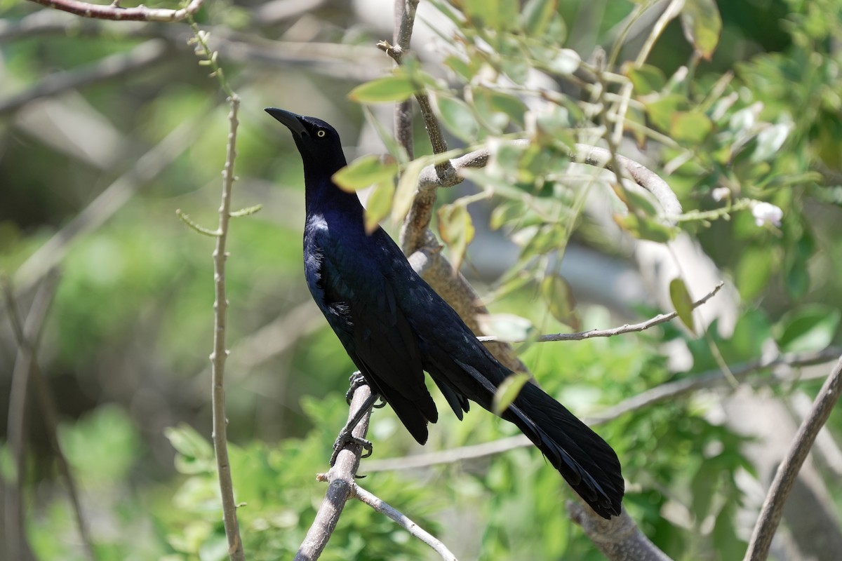 Great-tailed Grackle - ML618610774