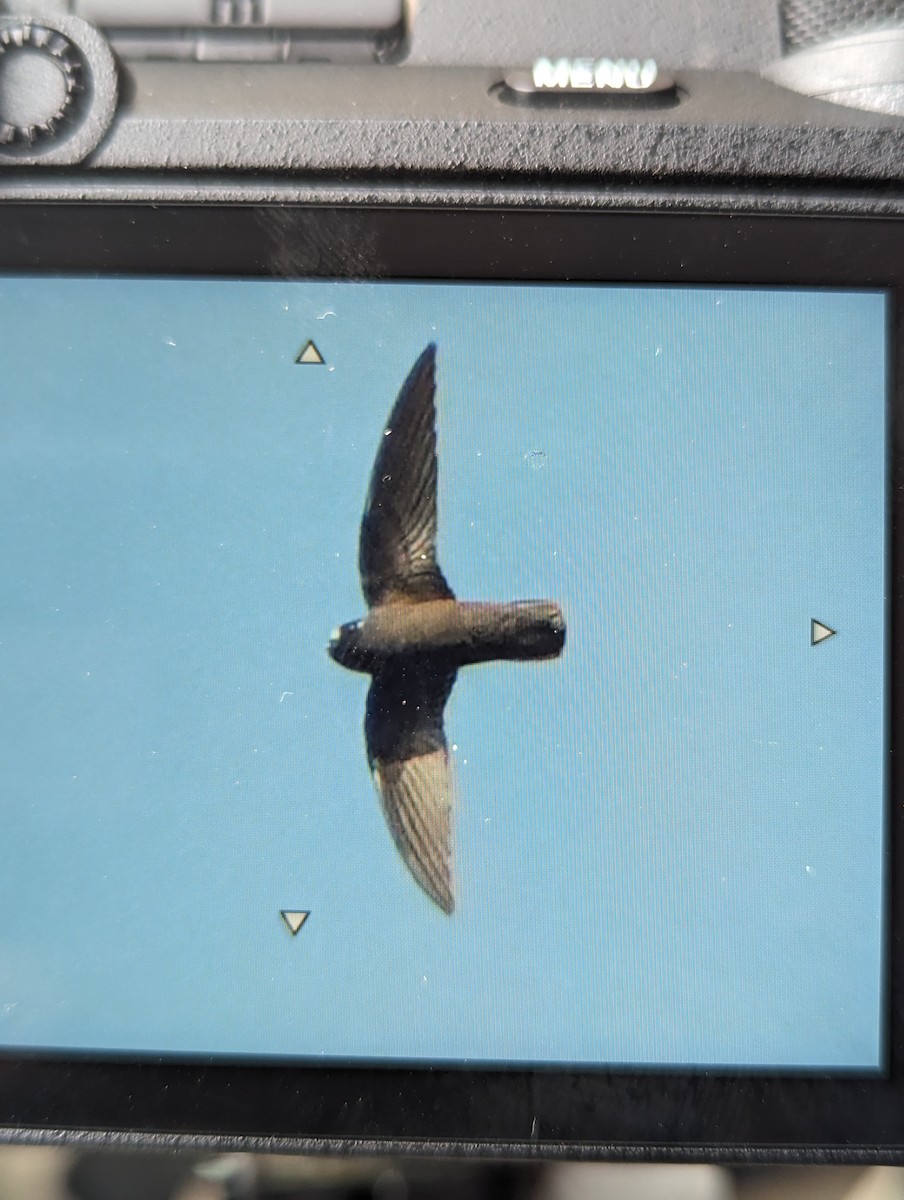 Spot-fronted Swift - ML618610780