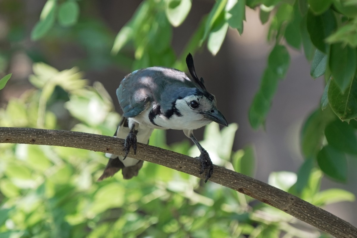 White-throated Magpie-Jay - ML618610789