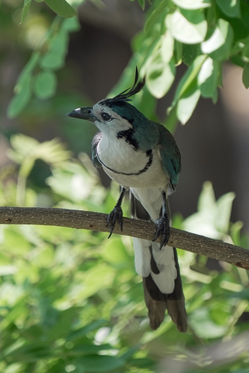 White-throated Magpie-Jay - ML618610791