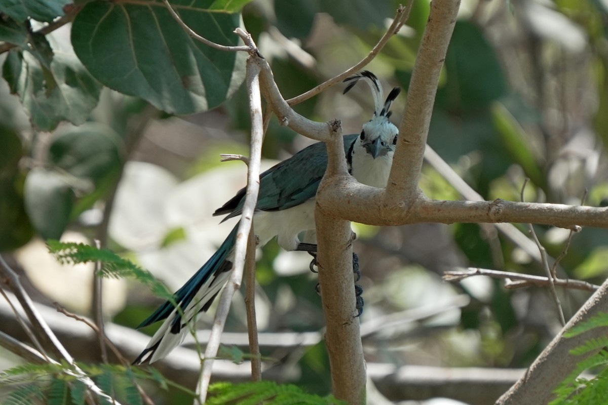 White-throated Magpie-Jay - ML618610792