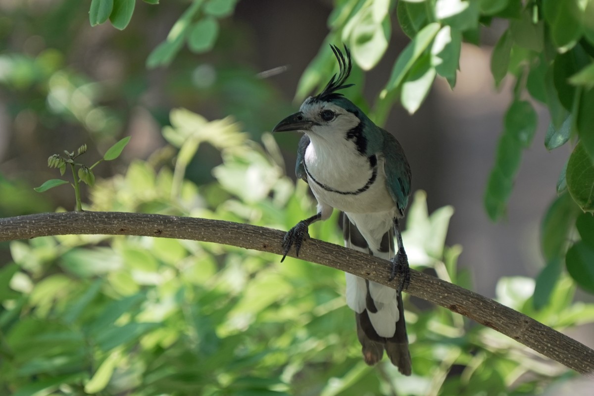White-throated Magpie-Jay - ML618610796