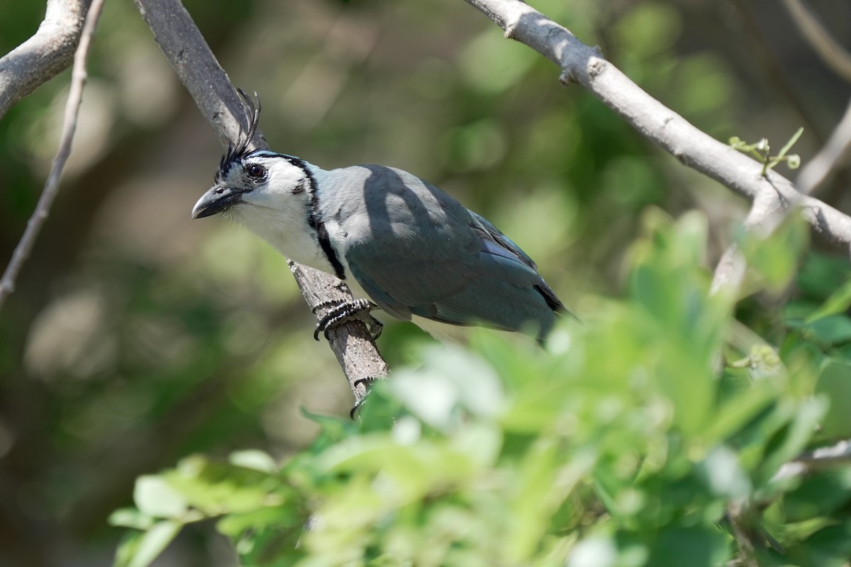 White-throated Magpie-Jay - ML618610800