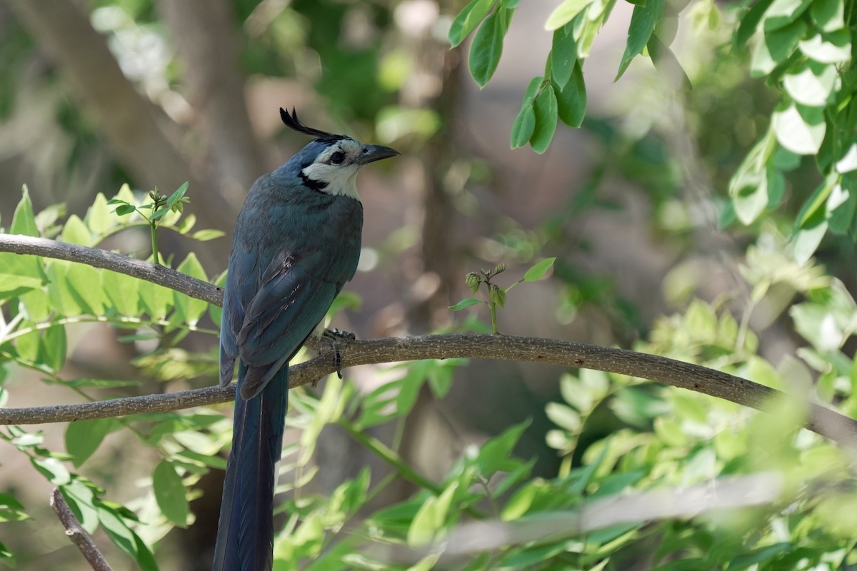 White-throated Magpie-Jay - ML618610801