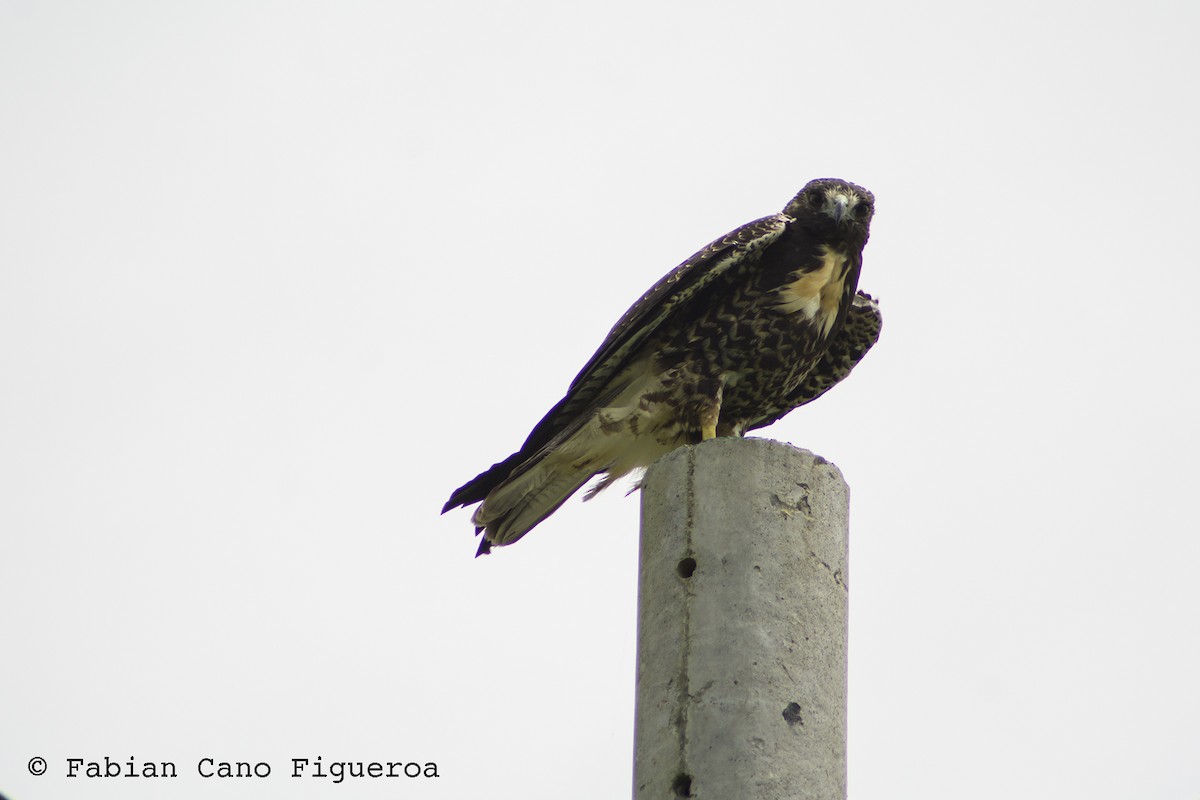 White-tailed Hawk - Fabian Cano IG @birdink.travel