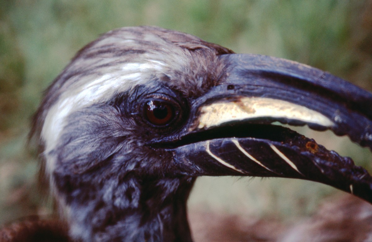 African Gray Hornbill - Jonathan Boucher