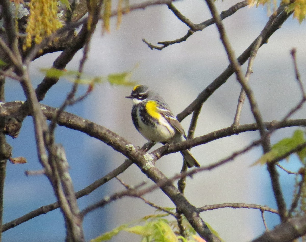 Yellow-rumped Warbler (Myrtle) - ML618610839
