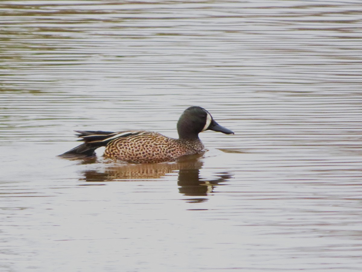 Blue-winged Teal - ML618610846