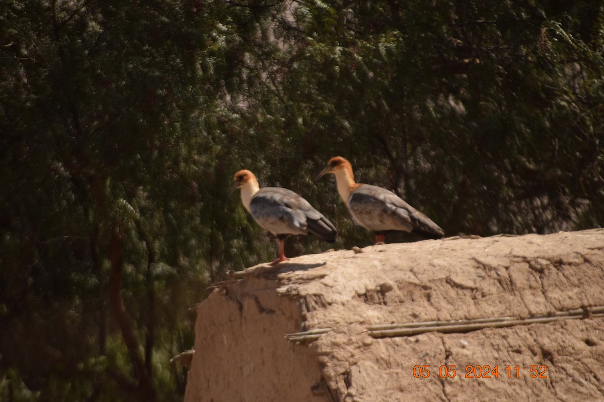 ibis šedokřídlý - ML618610855