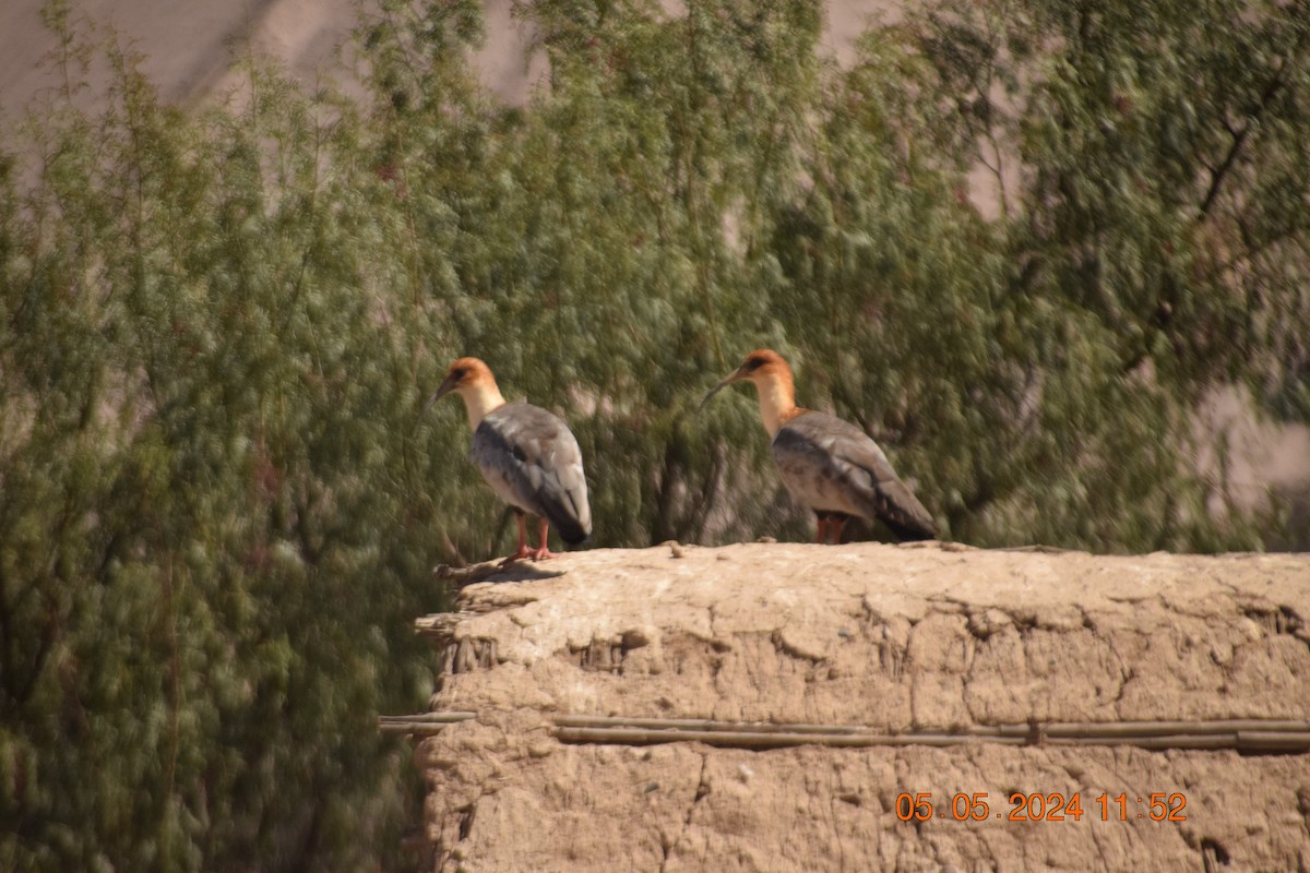 ibis šedokřídlý - ML618610860