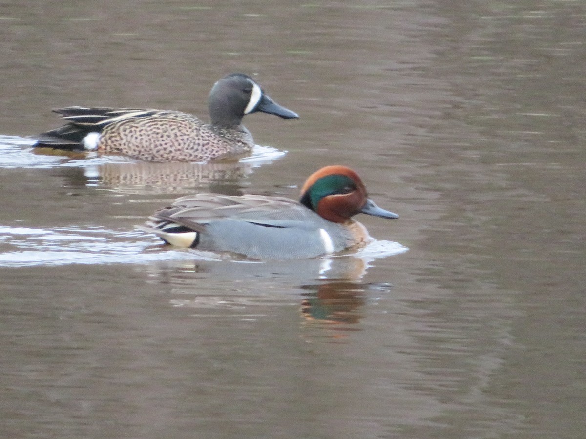 Blue-winged Teal - ML618610866