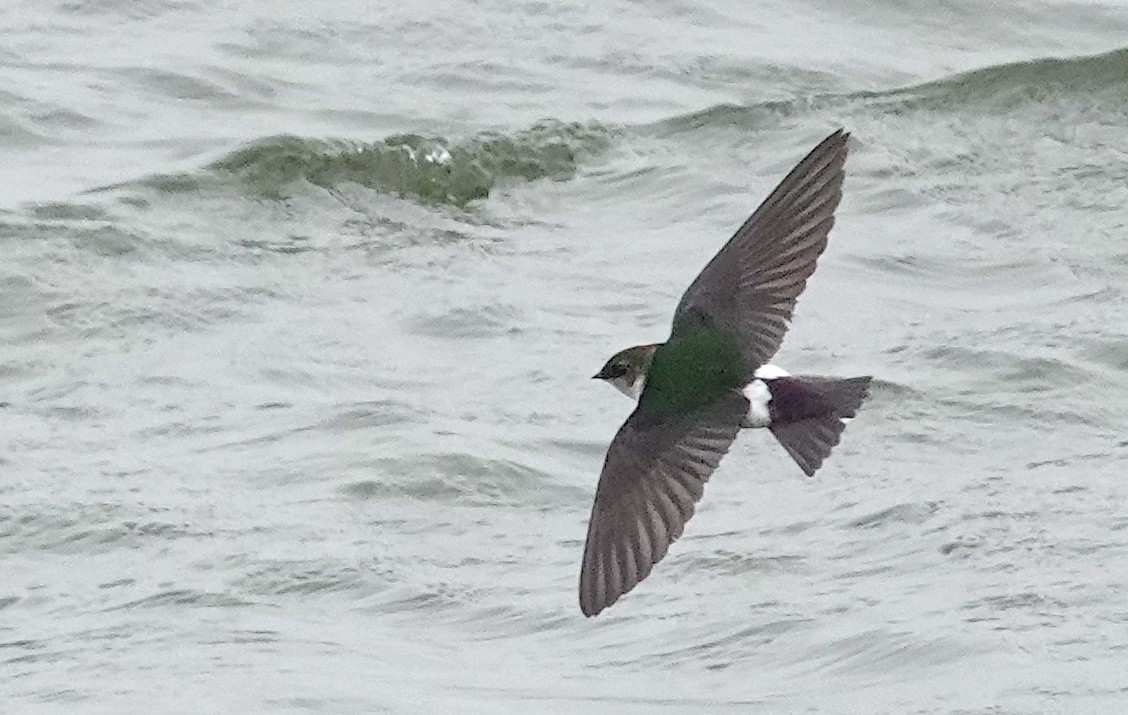 Violet-green Swallow - ML618610870