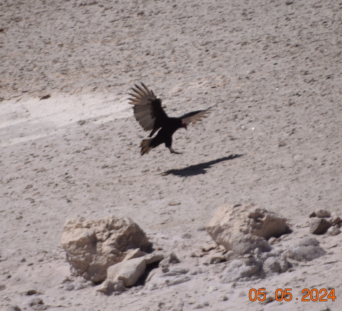 Turkey Vulture - ML618610871