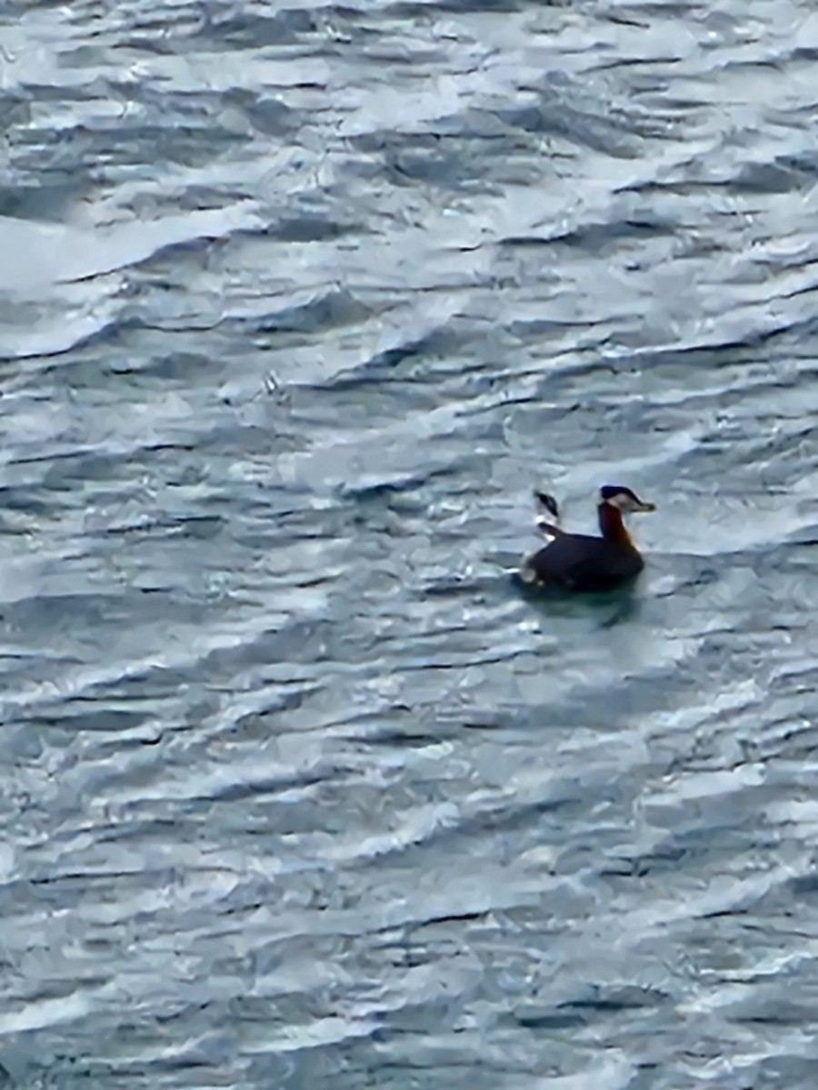 Red-necked Grebe - ML618610873