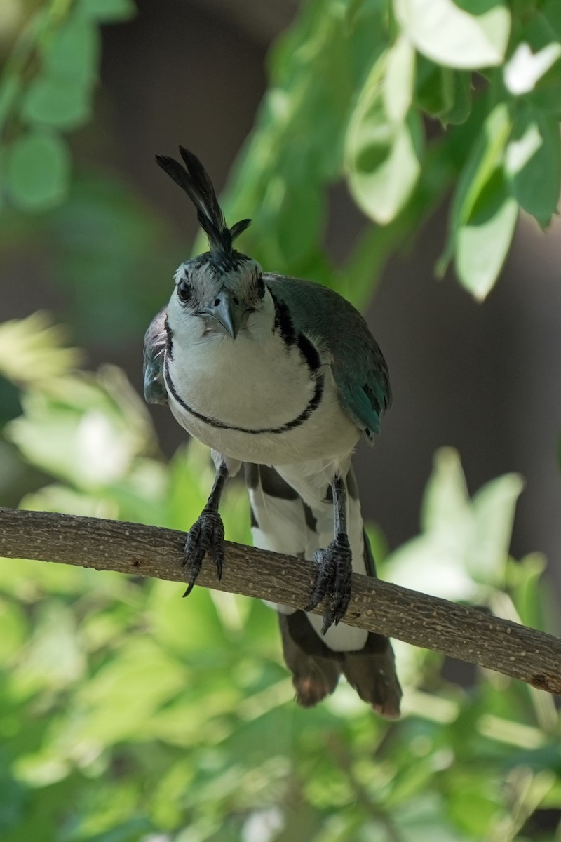 White-throated Magpie-Jay - ML618610879