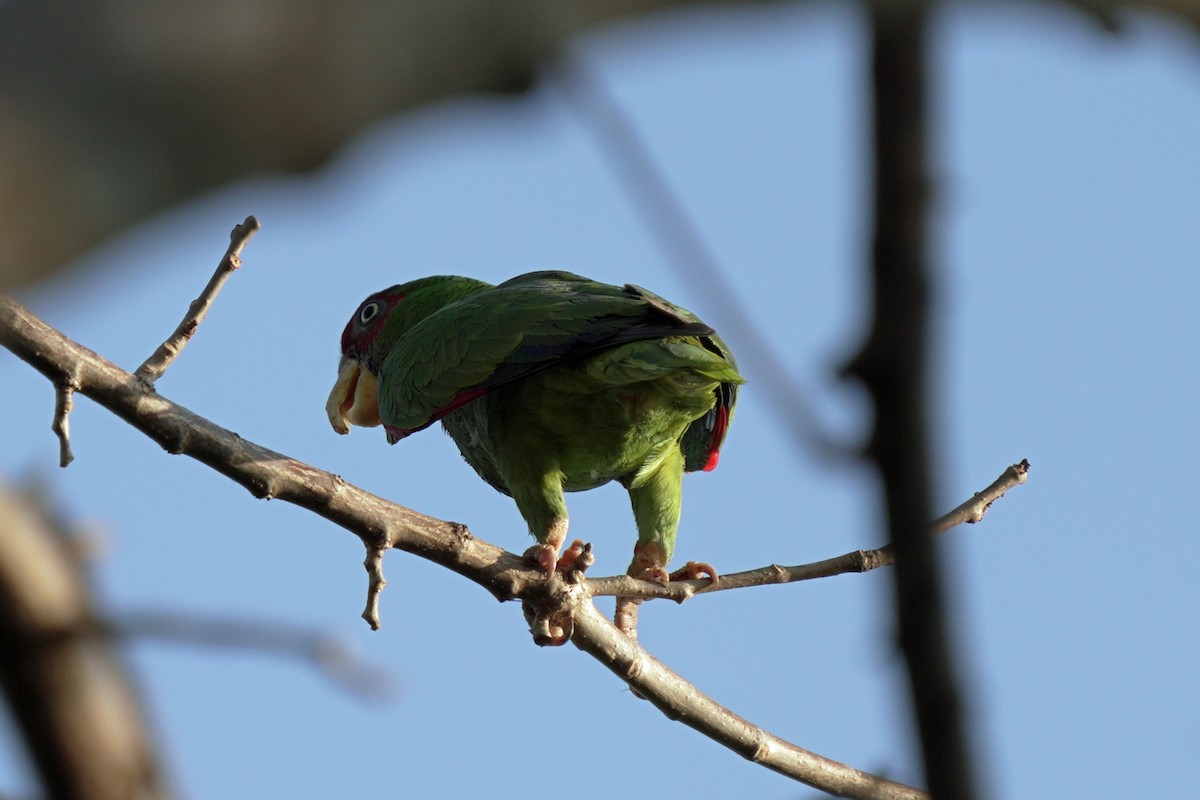 White-fronted Parrot - ML618610932