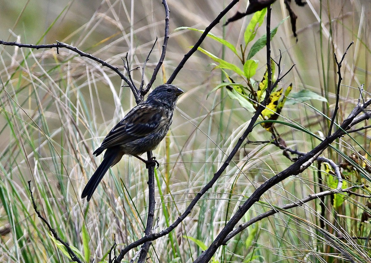 Plain-colored Seedeater - ML618610954