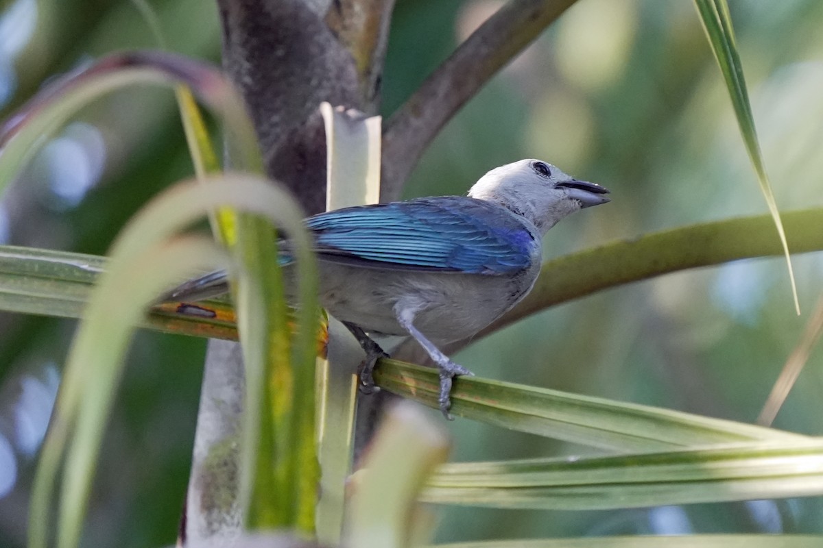 Blue-gray Tanager - ML618610971